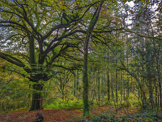 Broadleaf woodland in autumn