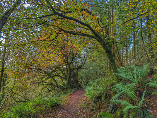 Broadleaf woodland in autumn