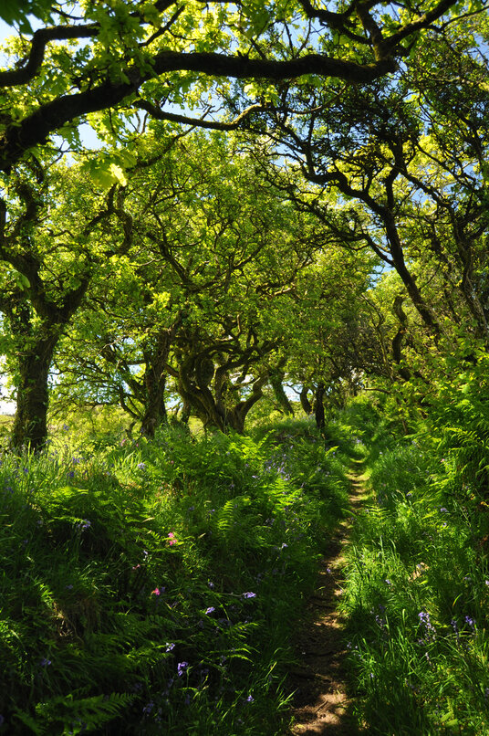 Bluebells along the path to Bury Castle