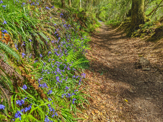 Bluebells at Cardinham Woods