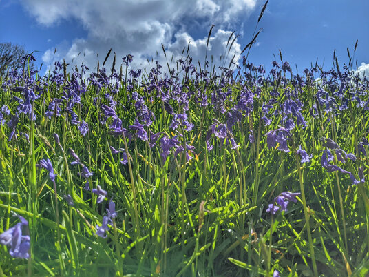 Bluebells at Cardinham Woods