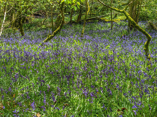 Bluebells in the woods at Cardinham