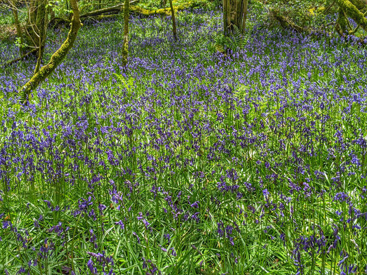 Bluebells in the woods at Cardinham