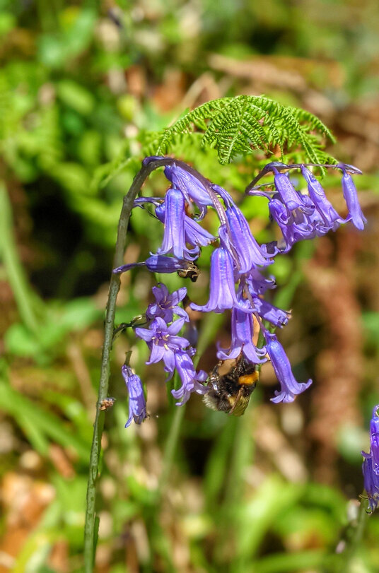 Bluebells at Cardinham Woods