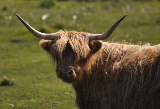 Highland Cattle on Treslea Downs