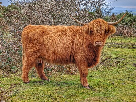 Cow on the downs at Cardinham