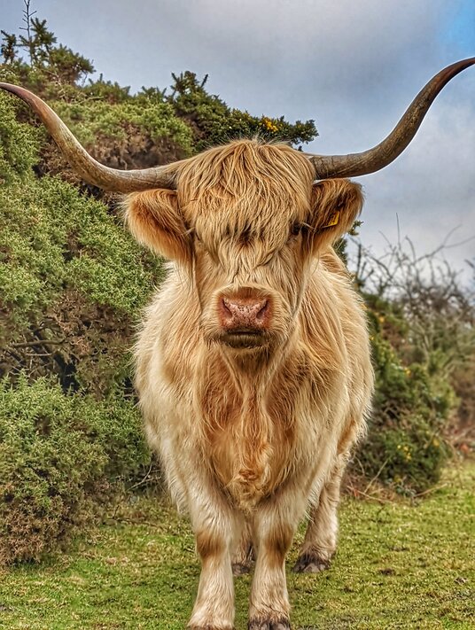 Cow on the downs at Cardinham