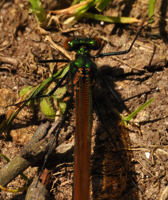 Damselfly near Bury Castle