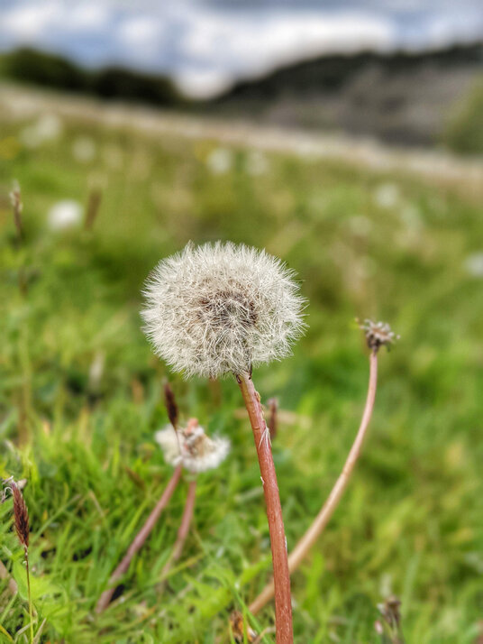 Dandelions in the fields at Cardinham