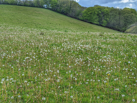 Dandelions at Cardinham