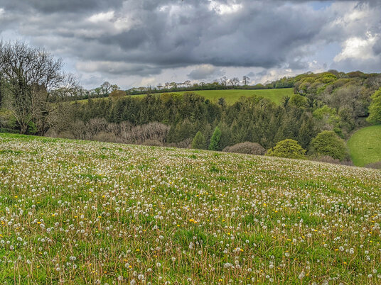 Dandelions at Cardinham