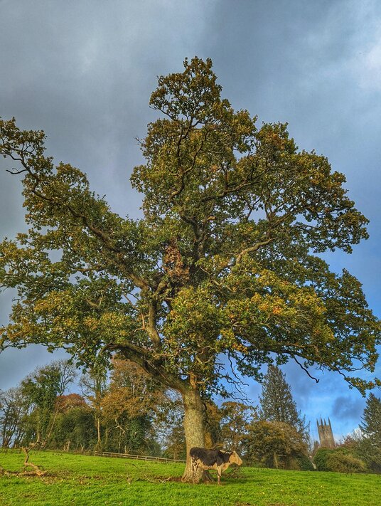 Field near Cardinham Church