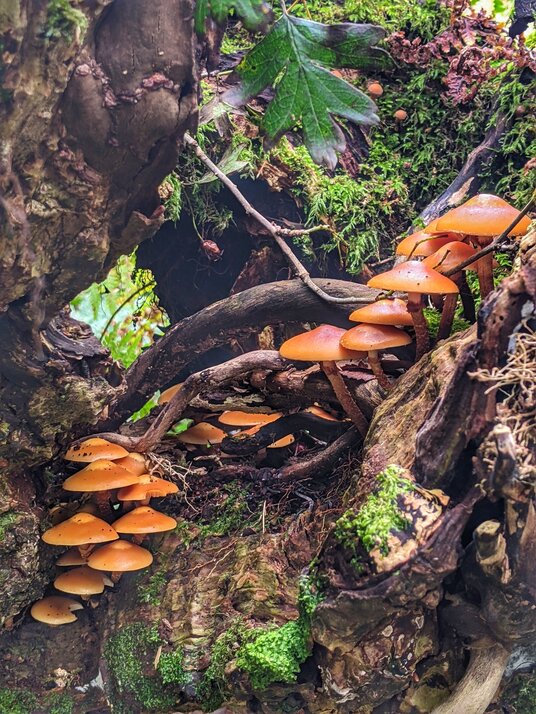 Fungi in Cardinham Woods