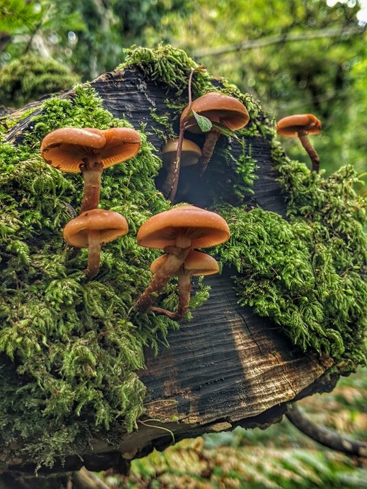 Fungi in Cardinham Woods