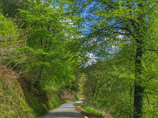 Forest trails in Cardinham Woods