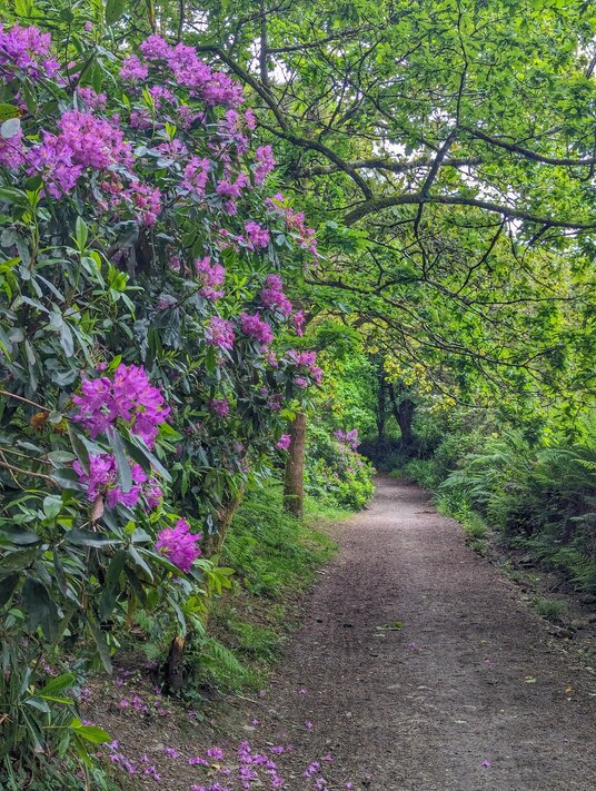 Rhododendrons near Carharrack