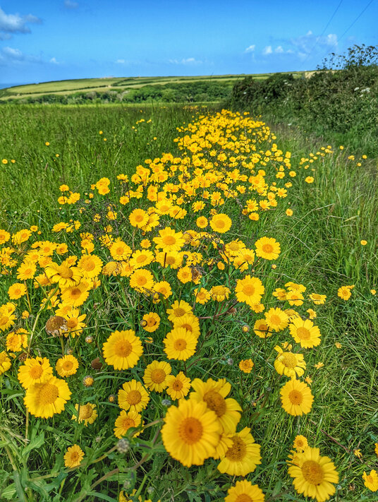 Fields near Carlean