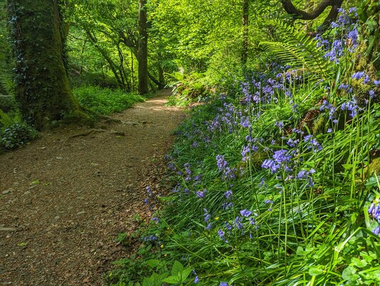 Bluebells in the Carminion Valley