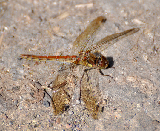 Dragonfly at Wheal Basset