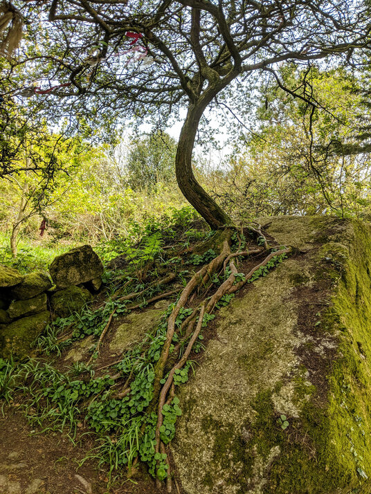 Tree perched on a boulder