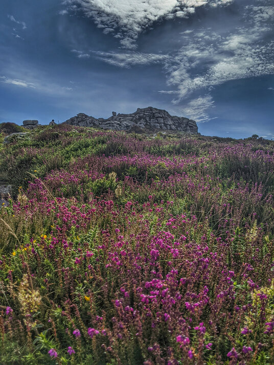 Gorse on the path to Carn Galver