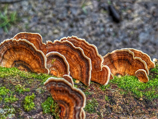 Bracket Fungus in Carnanton woods