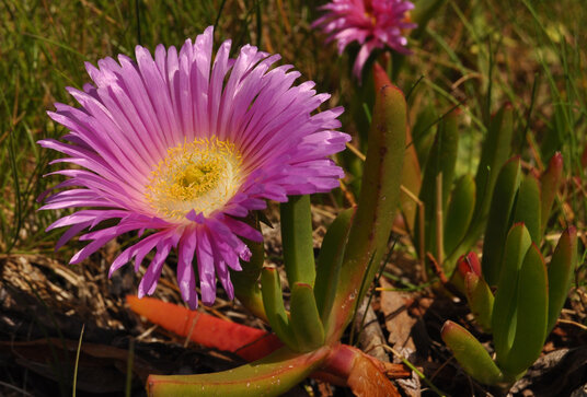 Hottentot fig flowers