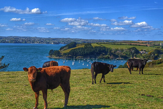 Fields overlooking Carrick Roads