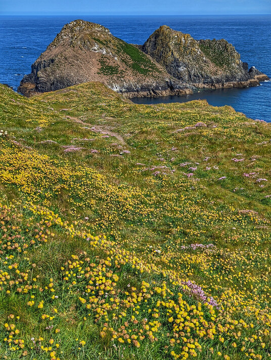 Kidney Vetch flowers in spring