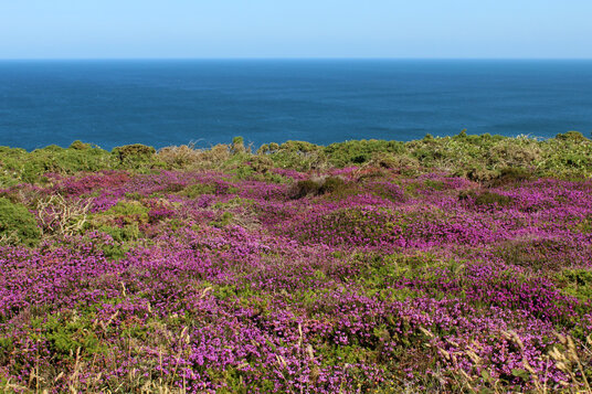 Heather on Carvannel Downs