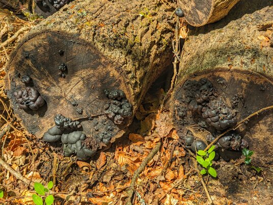 Coal fungus in the Carwinion Valley