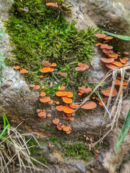 Fungi in the Carwinion Valley