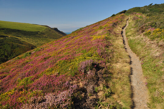 Heather at Castle Point