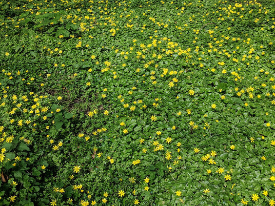 Celandines beside Newham Railway