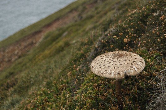 Parasol mushroom beside the footpath