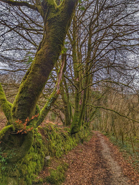 Footpath near Chilsworthy
