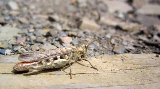 Grasshopper on Chipman Cliff