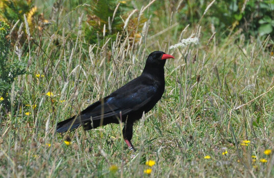 Choughs near Nanjizal