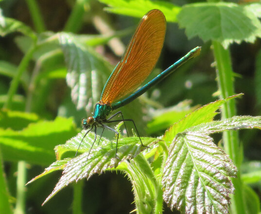 Damselfly near Churchbridge