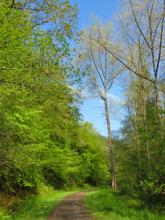 Woodland path near Churchbridge