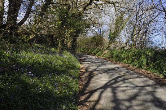 Bluebells along the lane to Clerkenwater