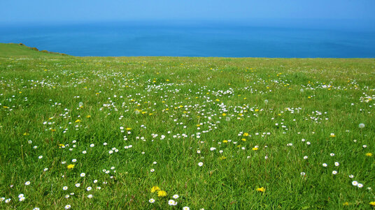 Wildflowers on the Beeny cliff