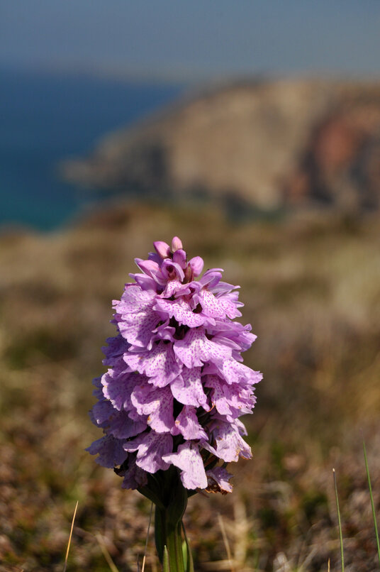 Orchid near Perranporth airfield