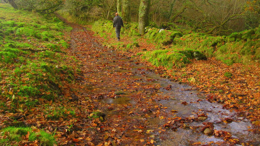 Path near Clitters Plantation in autumn