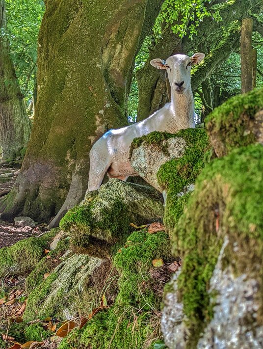 Sheep at Clitters Plantation