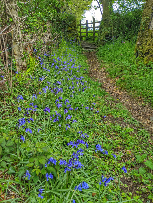Bluebells at Crowan