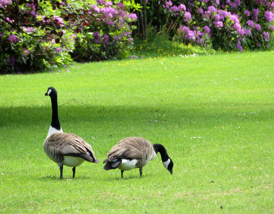 Geese at the Clowance Estate