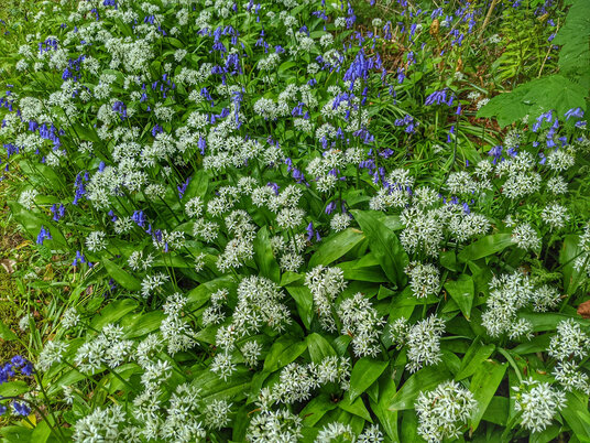 Wild garlic at Clowance