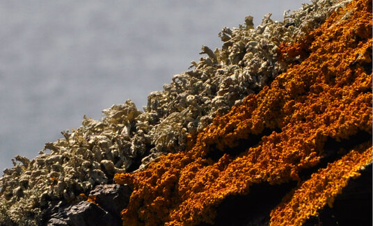Lichen on Barras Nose