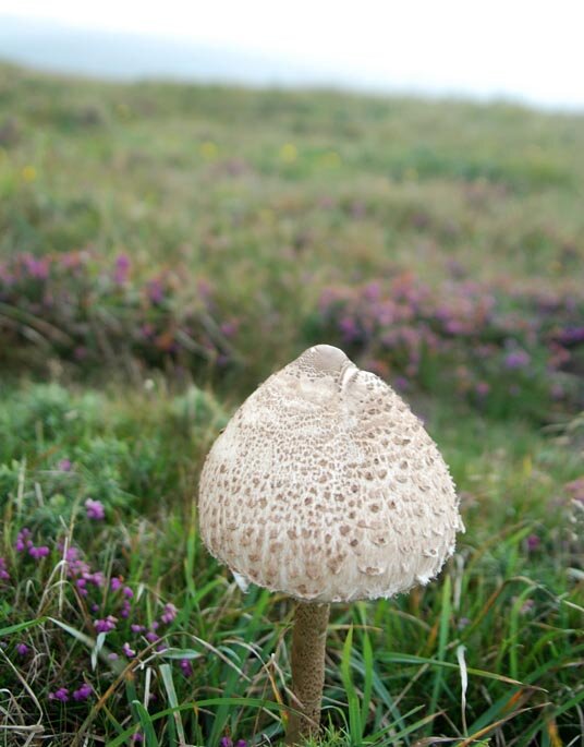 Parasol mushroom next to the coast path